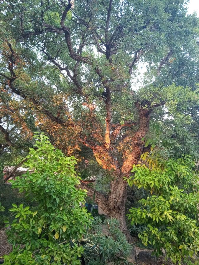 Sotogrande. Estancia Privada En Plena Naturaleza Εξωτερικό φωτογραφία